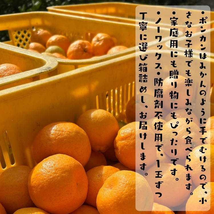 甘みたっぷりのポンカン