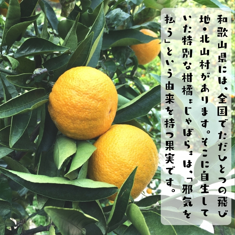 奇跡の柑橘 ジャバラ果実