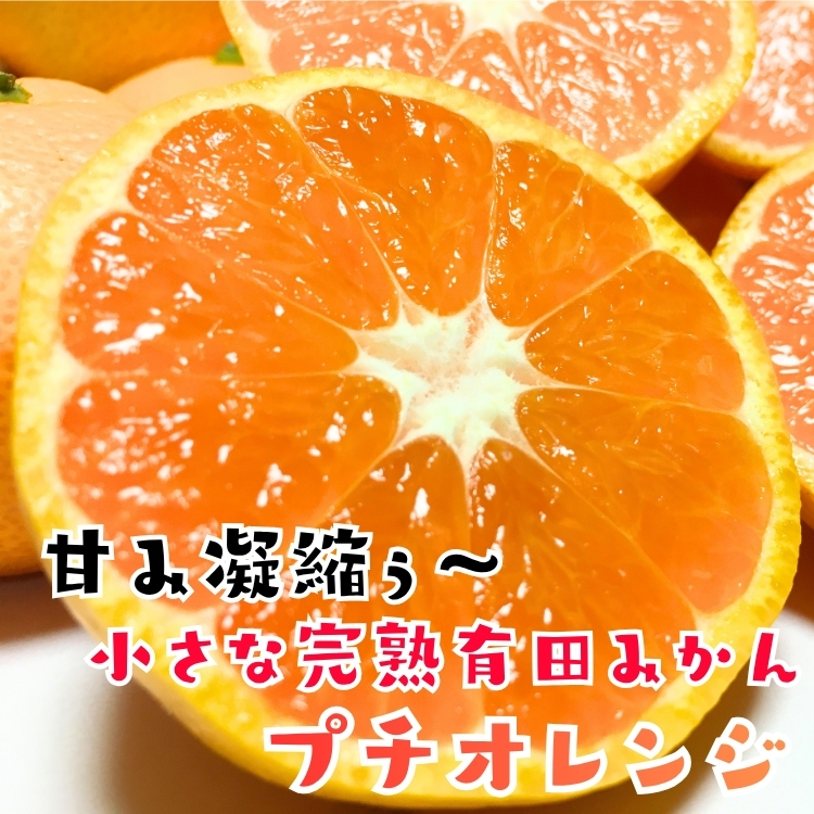 完熟 プチオレンジ 小粒 有田みかん