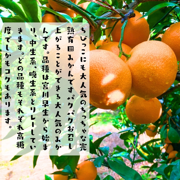 完熟 プチオレンジ 小粒 有田みかん