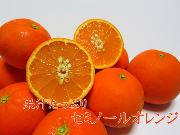 果汁たっぷりセミノールオレンジ