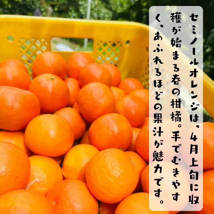 ご家庭用セミノールオレンジ