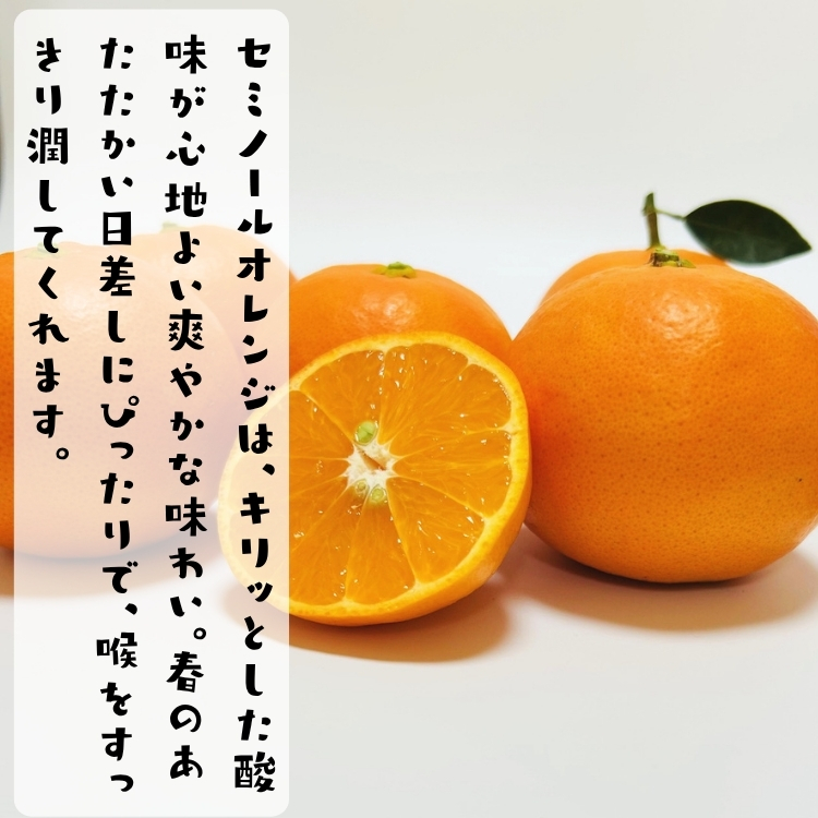 ご家庭用セミノールオレンジ