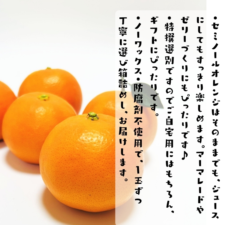 特撰セミノールオレンジ