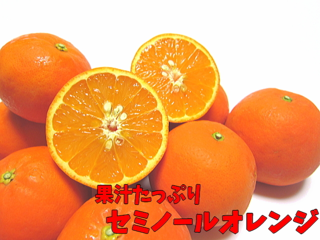 果汁たっぷりセミノールオレンジ