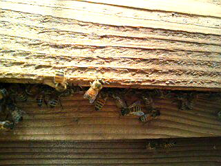 ハチミツを運ぶミツバチたち
