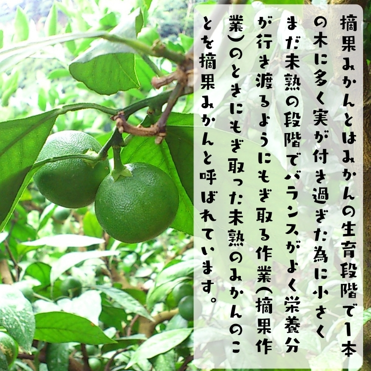 わけあり 未熟果 摘果みかん