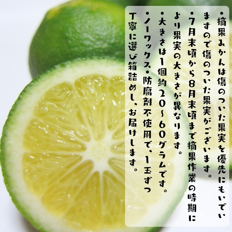 わけあり 未熟果 摘果みかん
