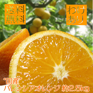 国産バレンシアオレンジ(送料無料)