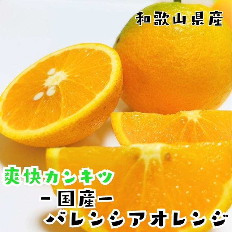 国産バレンシアオレンジ