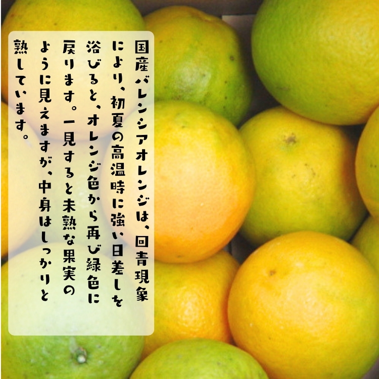 特撰 バレンシア オレンジ