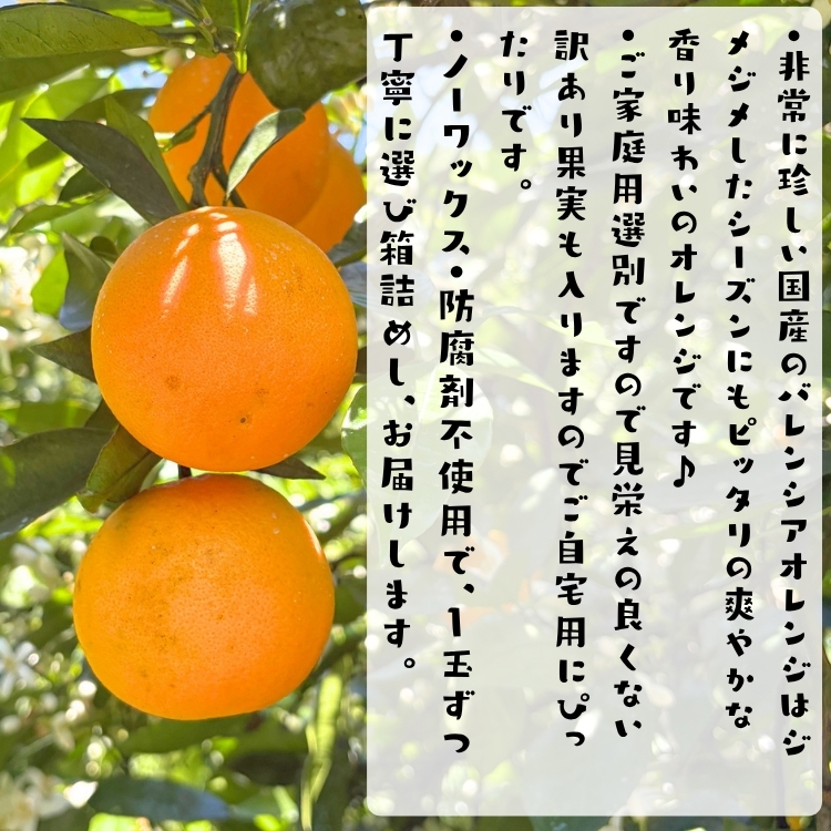 訳あり バレンシア オレンジ