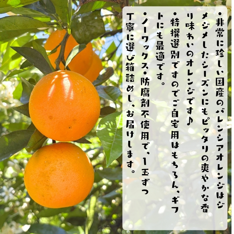 特撰 バレンシア オレンジ