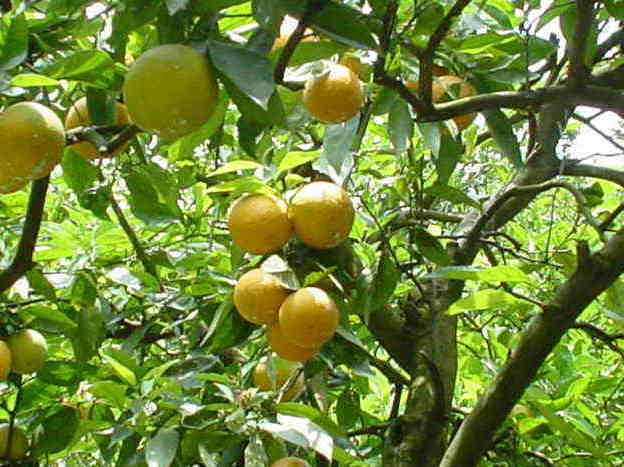 収穫前のバレンシアオレンジ