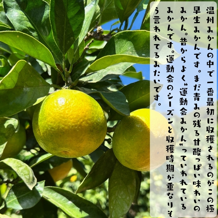 訳ありゆら早生有田みかん