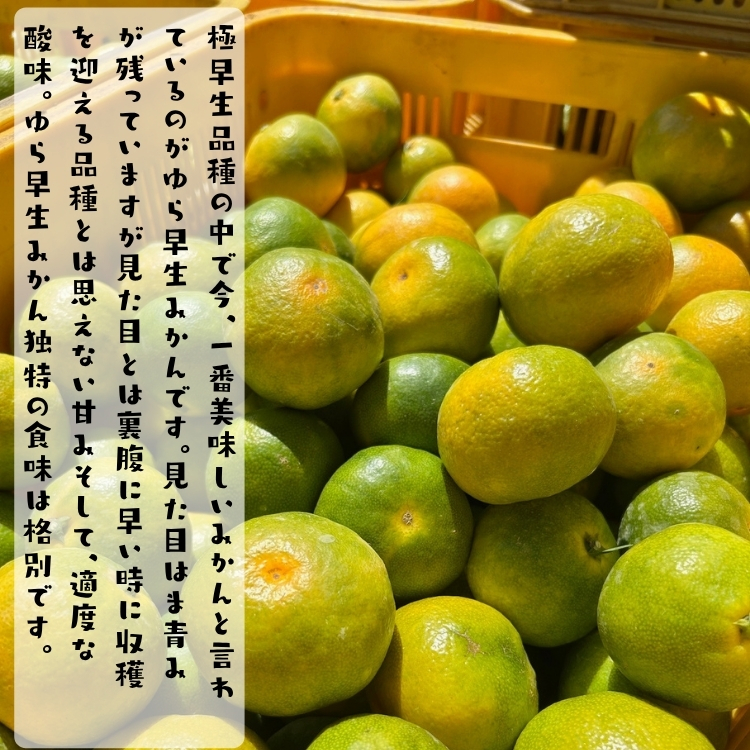 訳ありゆら早生有田みかん
