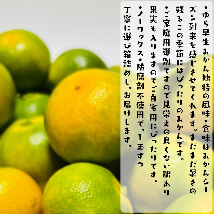 訳ありゆら早生有田みかん