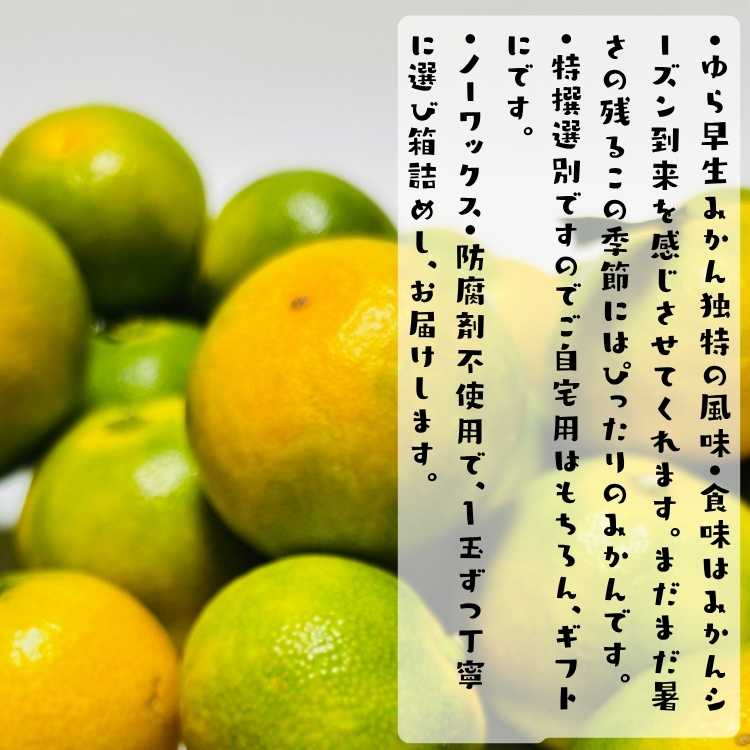 特撰ゆら早生有田みかん