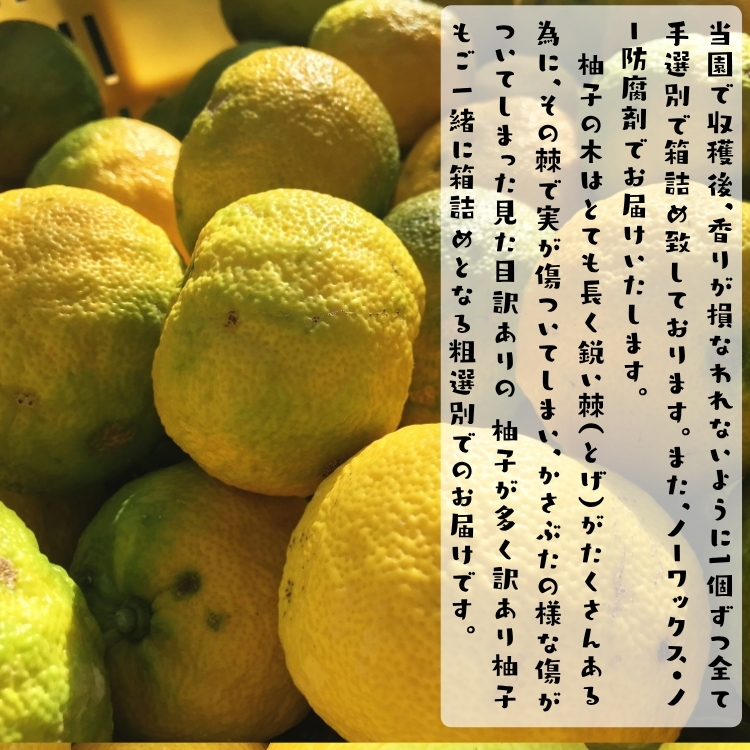 ゆず 訳あり ユズ ご家庭用粗選別 爽やか 柚子 ( ) 2kg_ わけあり