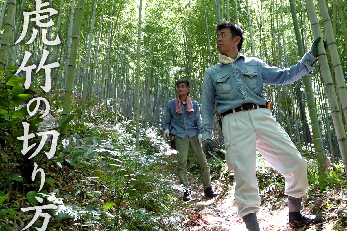 虎竹の切り方では、日本唯一の虎斑竹の竹林での伐採方法を詳しくご紹介します。