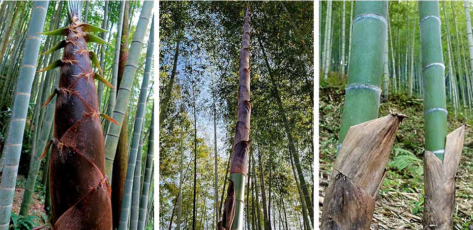 日本文化と暮らしに息づく竹～竹の無限の可能性～Bamboo in Japanese Culture & Lifestyle｜虎斑竹専門店 竹虎