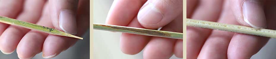 国産皮付き＜極上＞丸竹串（15cm）のご注意