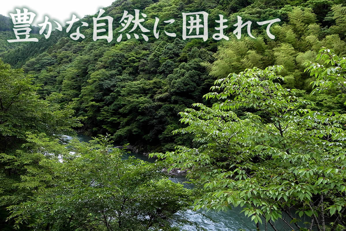 国産）菊炭 3個セット木炭 炭の置物 調湿 湿度 消臭 空気清浄 室内環境