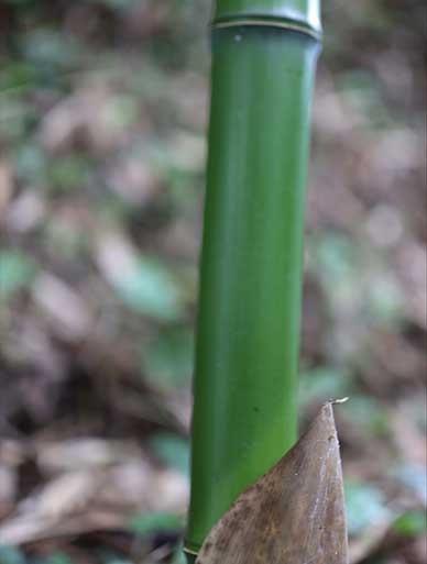 国産竹皮に使われる真竹