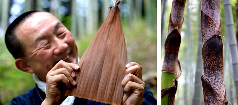 国産竹皮の生産について