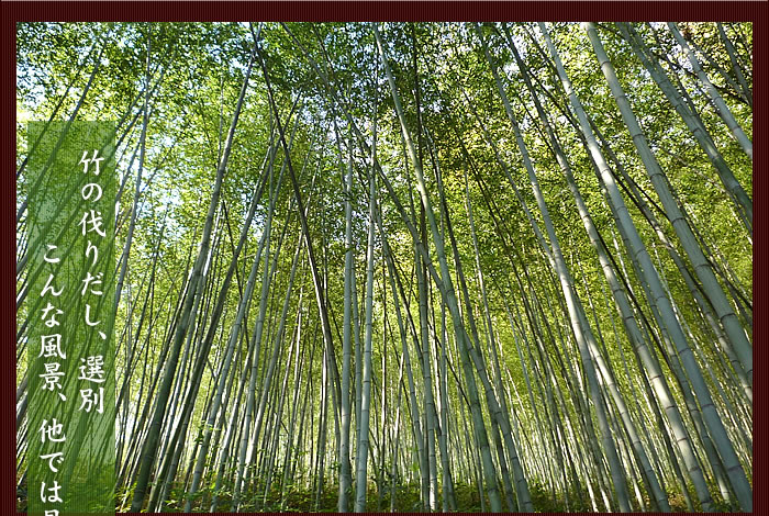 日本代拍: 【受注生产】虎竹ヤチャラ椅子