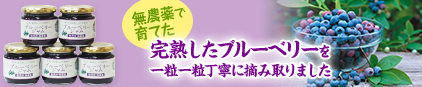 無農園で育てた完熟したブルーベリーを一粒一粒丁寧に摘み取りました