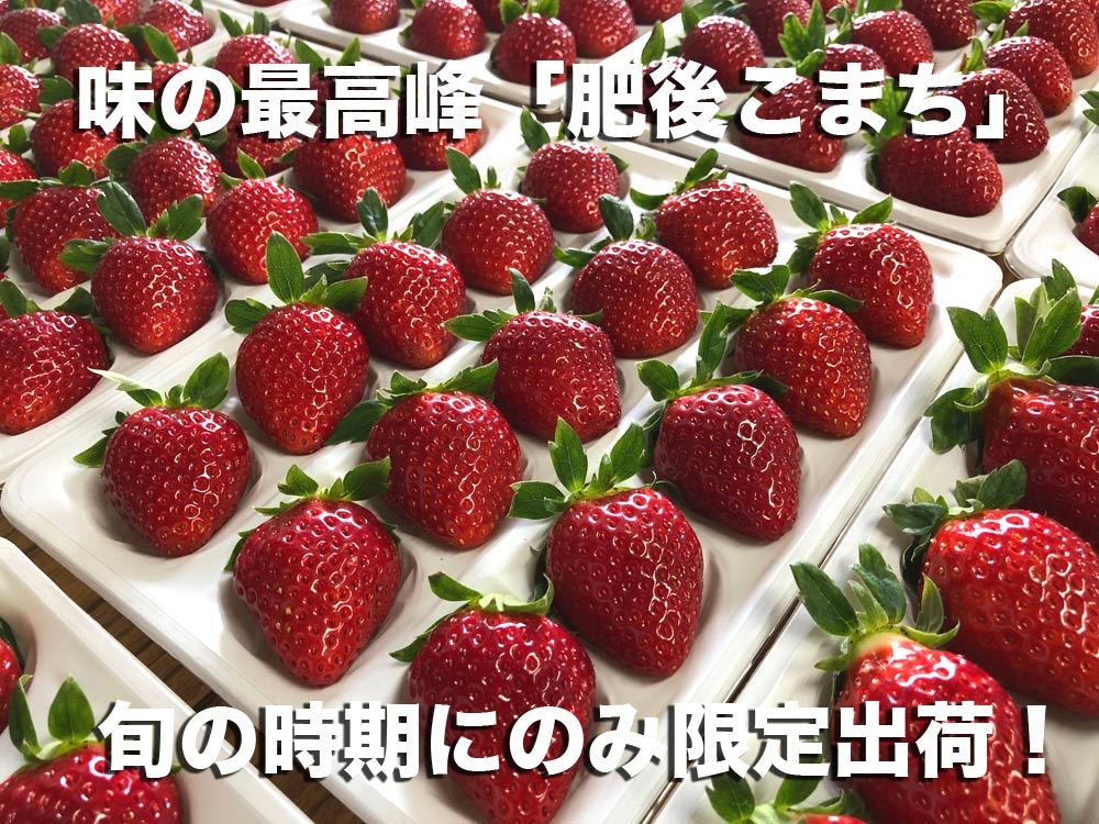 フルーツ【限定いちご】肥後こまち 熊本県産 化粧箱入り 送料