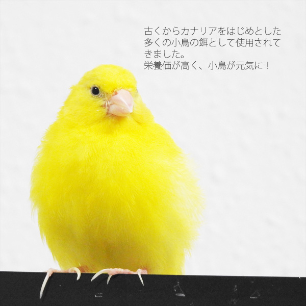 SMILE PET CLUB 無添加 カナリアシード 500g 小鳥のエサ インコ 文鳥