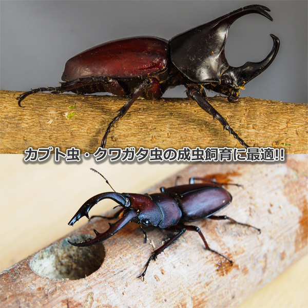 カブトムシ・クワガタ用 ヒノキマット 20L 国産 昆虫マット ひのき