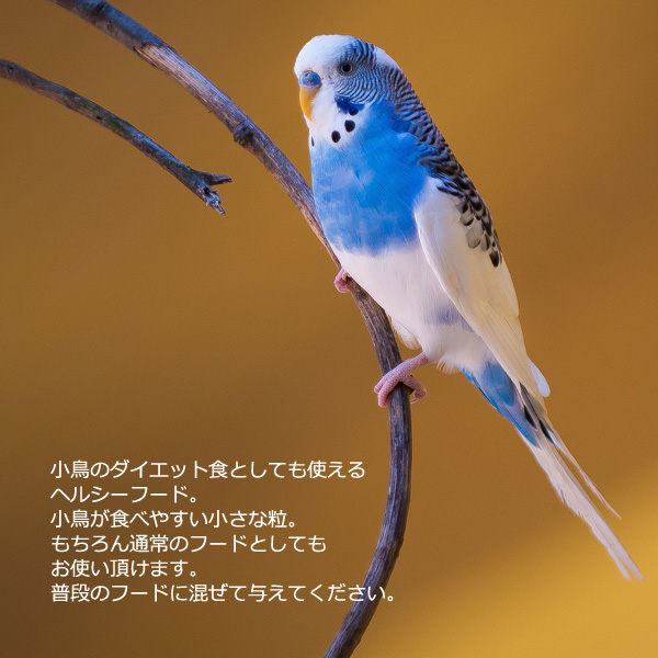 SMILE PET CLUB 無添加 オーチャードグラスの種 100g 鳥の餌 小鳥