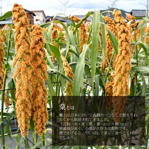 無農薬 赤粟の穂 500g 小鳥の餌 フード 天然 小動物にも 小鳥
