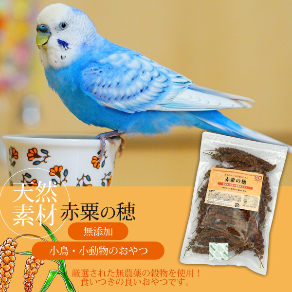 3000g 超お得ボリュームパック 無農薬 赤粟の穂 小鳥 インコ 餌 おやつ 3000g 超お得ボリュームパック 無農薬 赤粟の穂 小鳥 インコ 餌 おやつ