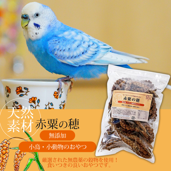 無農薬 赤粟の穂 500g 小鳥の餌 フード 天然 小動物にも 小鳥