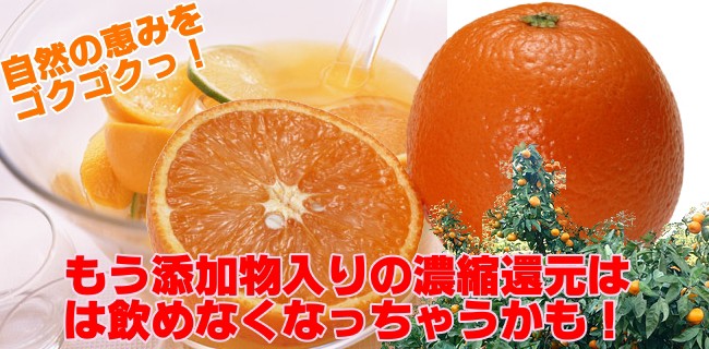 みかんジュース 1000ml×12本 果汁100％ 愛媛 無添加 1本に約30個分 