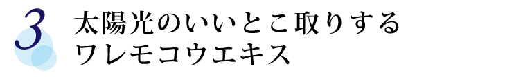 【3】 太陽光のいいとこ取りするワレモコウエキス