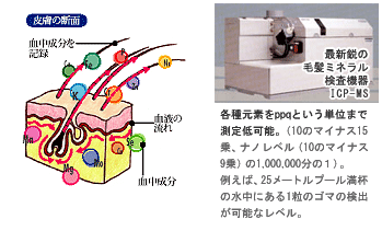 安い 送料無料 毛髪ミネラル検査 キッズ 一般用 らべるびぃ 毛髪のミネラル 26元素 測定 髪のミネラルで体の栄養状態を診断 偉大な Technet 21 Org