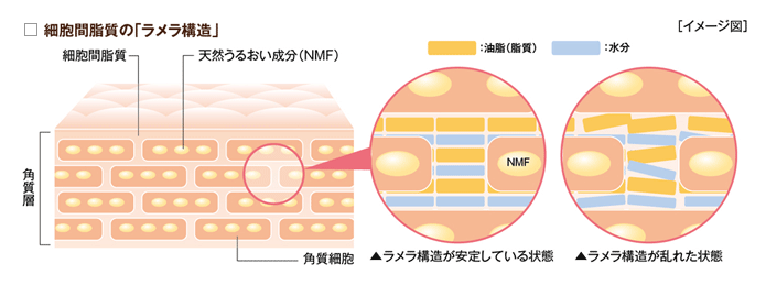 モイスチャーベース化粧水