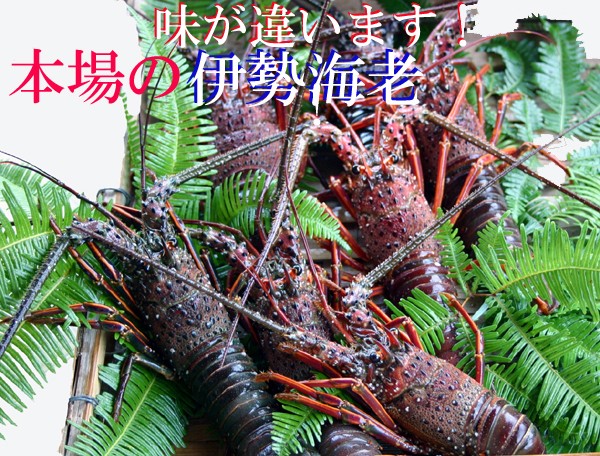 伊勢志摩産 活伊勢海老