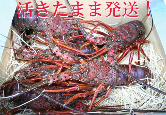 活きのいい伊勢海老