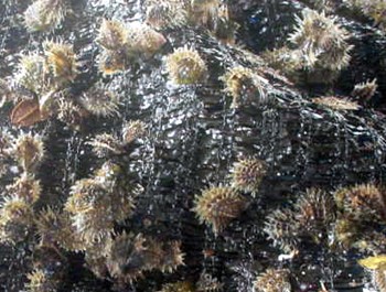 アコヤ貝 育成過程 真珠屋珠ちゃん アコヤ真珠通販 通販 Yahoo ショッピング アコヤ貝 育成過程 真珠屋珠ちゃん アコヤ真珠通販 通販 Yahoo ショッピング