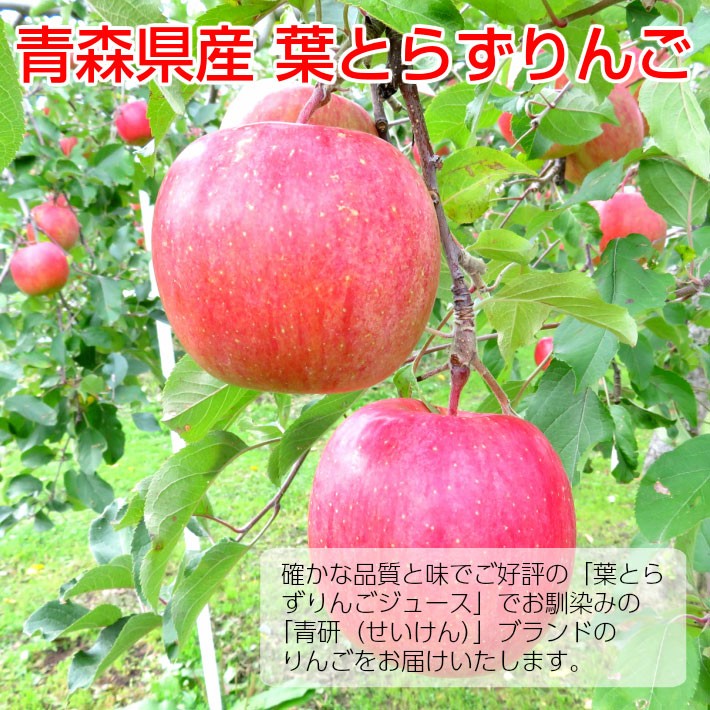 日本最大級 サンふじ りんご 葉とらず 10kg 28 32玉前後 秀品大玉 贈答用ランク クール Rakuten