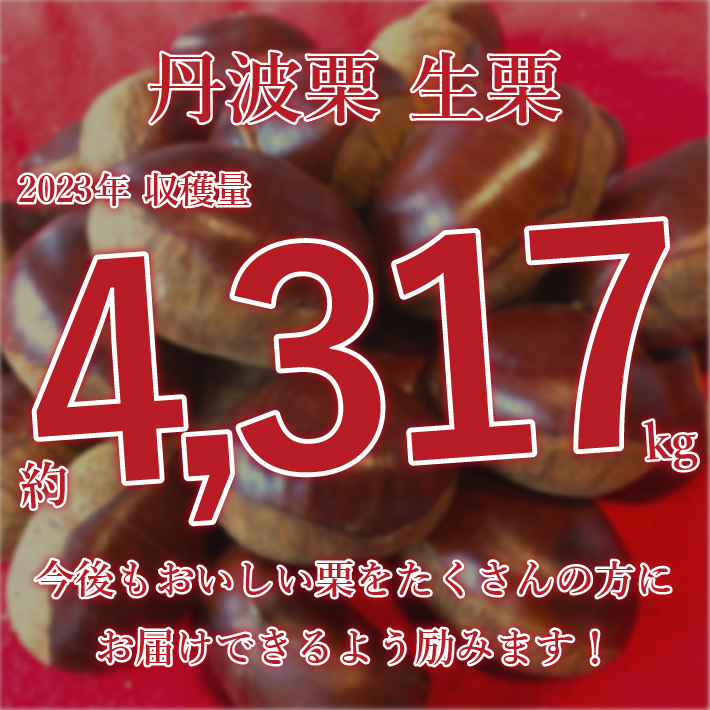 ＼10/1(火)以降順次お届け／【送料無料】栗 丹波栗 生栗 新栗 3L 1kg(500g×2) 超大粒 大きい栗 高級 国産 栗お土産 ご当地グルメ  お取り寄せ