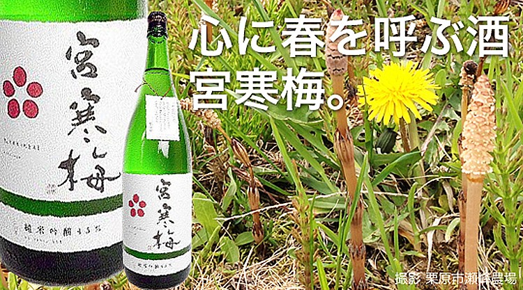 宮寒梅 春とっぷ画像
