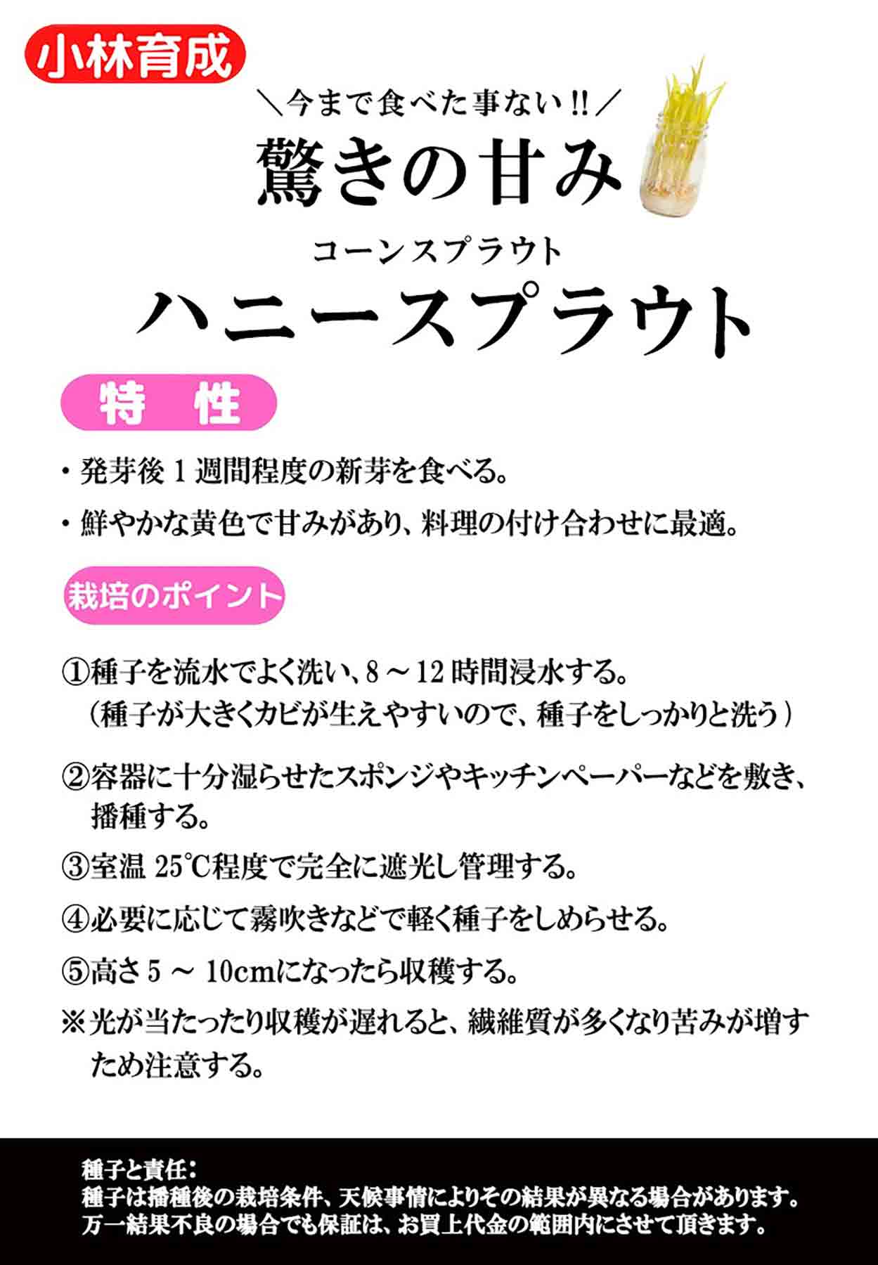 コーンスプラウト 種 『ハニースプラウト』 小...の詳細画像1