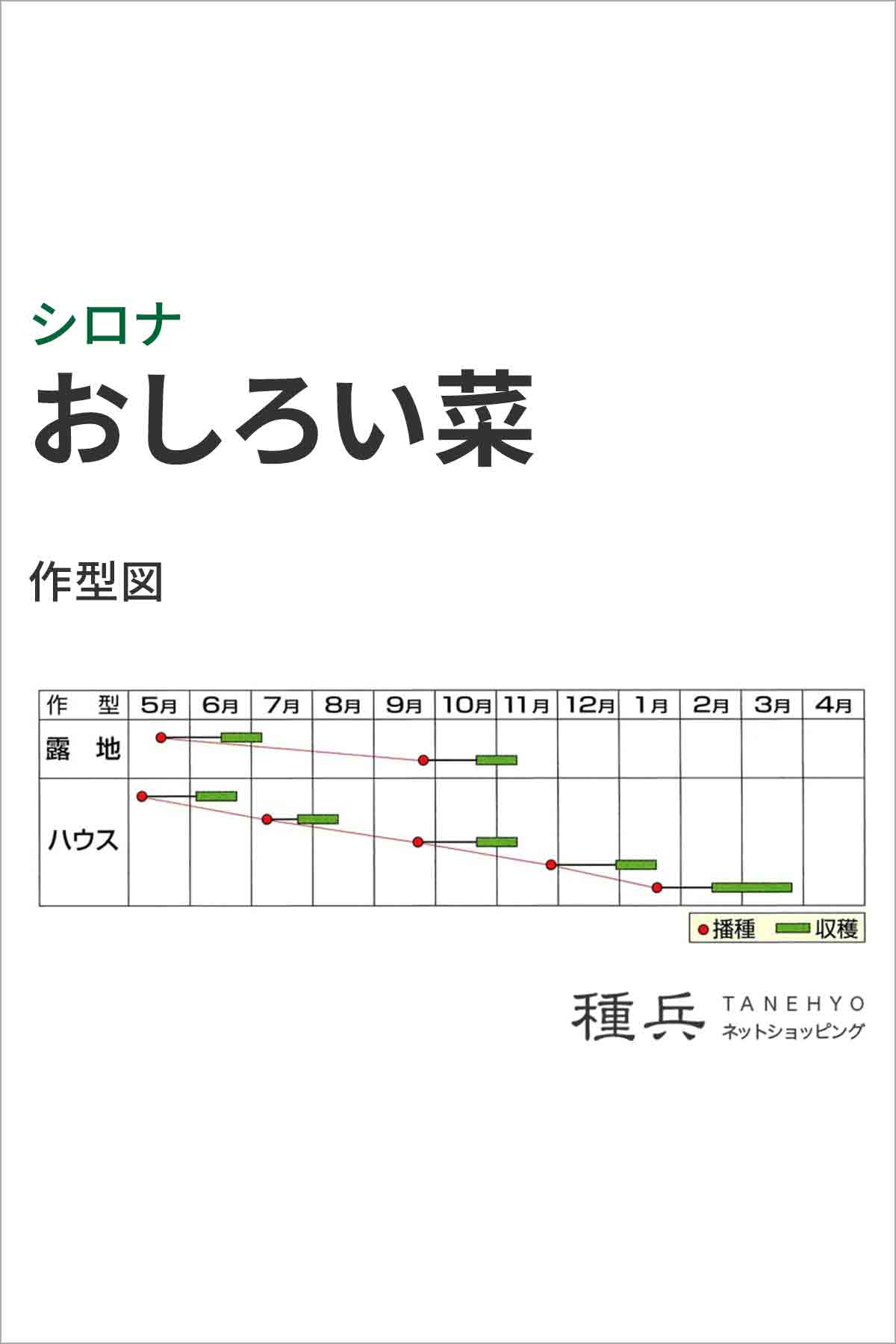 シロナ 種 『おしろい菜』 小林種苗/小袋の詳細画像1